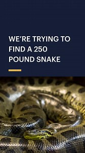 3.3K views · 16 reactions | When we talk about truly colossal snakes,...