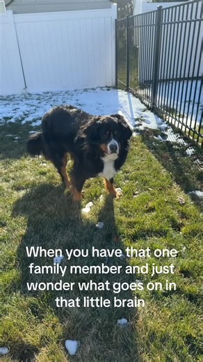 Do you ever look at your pet and just wonder what that one brain cell is actually doing? #bernesemountaindog #dogsoftiktok #dogfunny