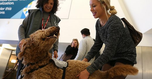 Puppy dies on United flight