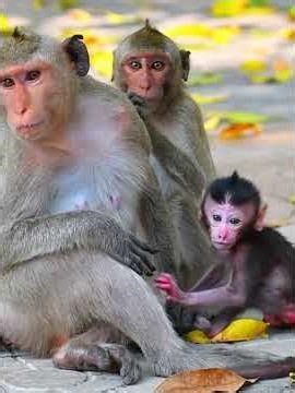 Comely baby monkey very active playing