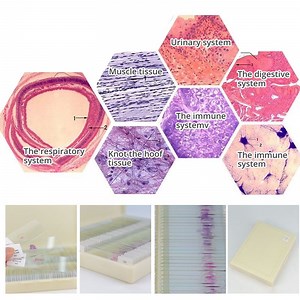 [Hot Item] 100PCS Medical Science Microscope Human Tissue Histology Prepared Slides for Education Teaching