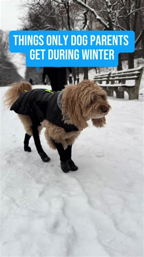 Things only dog parents truly get during winter… 🥶🐾 Paw wipes on every surface, mismatched gloves, snow zoomies, and endless boot battles. 😂 If you know, you know… #dogmom #dogshoes #dogleggings #warmwalks #dogparent