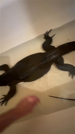 Who wants to take a bath with Saga | The Legend Lizards