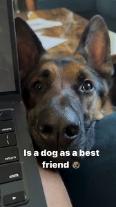 97K views · 5.2K reactions | Who agrees!!! Dog lovers were you at!!!. . . . . . . . #fyp #foryou #foryoupage #doglover #animallovers #gsd #gsdofinstagram #germanshepherdsarethebest #germanshepherd #viralvideos #viralvideos #viral #viralreels #trendingreels | Rick O. Settle | Facebook