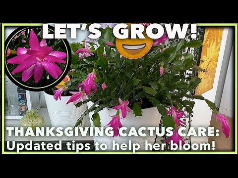 THANKSGIVING CACTUS CARE