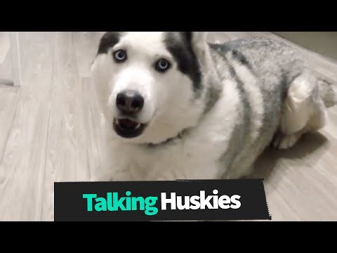 Funniest Talking Huskies Compilation