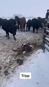 765K views · 25K reactions | Tripp clearing the gate so I can feed , best helper a guy could have ! #pvbarstockdogs #pvbartripp #cow #dogtrainer #cowdog | PV Bar Stock Dogs | Facebook