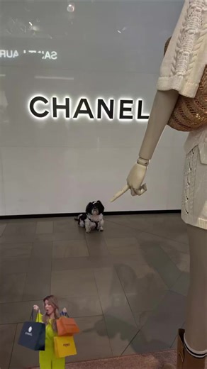 💎🐾 Galeries Lafayette mood: Boinas listas 🎩 Perfume caro 💐 Y yo… más chic que la Torre Eiffel de noche 😏✨ #la_nina_guarri #shitzu #viral #mascotas #happy