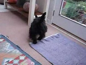 stupid scotty dog tricks