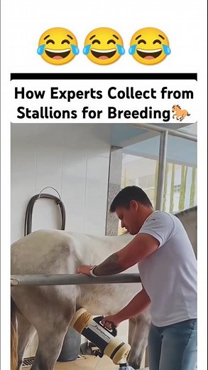 How Stallion Collection is Done for Horse Breeding😱🐎