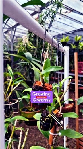 How to grow orchids easily? | DIY hanging setup #orchid #diy #shorts #garden #shortsfeed #homedecor