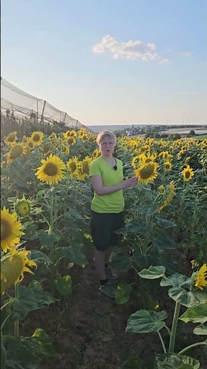Sonnenblumenfeld 🌻 So entstehen unsere Sonnenblumensamen