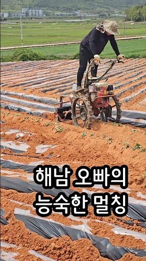 4000평 고구마순 오전에 다~ 심는 해남오빠 농사법 #고구마 #고구마심는시기 #고구마모종