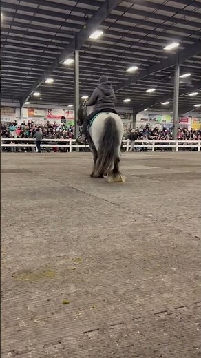 Mt Hope Stallion Presentation Auction #auctioneer #viral