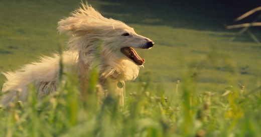 The Farmer’s Dog Spreads Pure Canine Joy in New Ads