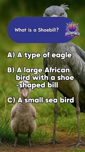 BRAIN_POWER_QUIZ (@brain_power_quiz)’s videos with original sound - BRAIN_POWER_QUIZ