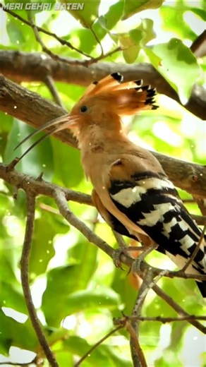 Royal Bird of the Wild 👑 | Hoopoe’s Unique Call || #birds #shortsfeed #animals
