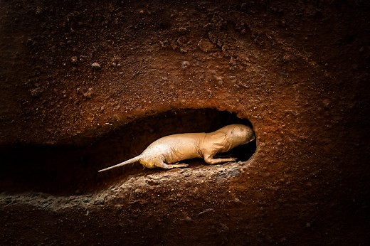 10 strange and bizarre underground animals that live beneath our feet | Discover Wildlife