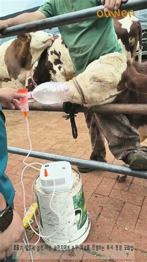 송아지 호흡기 질환 분무 치료 현장, 축산 질병 관리 노하우