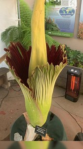 17K views · 682 reactions | IT'S ALIVE! The corpse flower at the University of California, Santa Cruz arboretum has bloomed after it was previously announced that it would not bloom and would be autopsied. https://bit.ly/3Q7ssxC "Our corpse flower decided to bloom last night after all," wrote the arboretum on Facebook. | KSBW TV Action News 8 | Facebook
