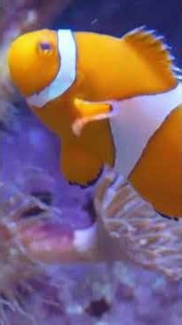 Underwater World in Stunning 4K Ultra HD