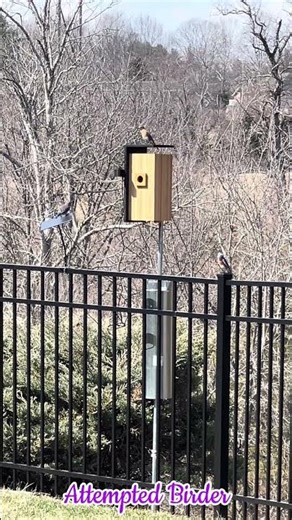 Bluebird House Install Day 03/06/26 #birds #bluebird #bird #birdhouse #spring #birdwatching #birding