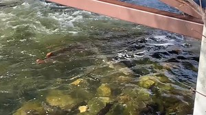 1.8K views · 33 reactions | Small stream habitat projects can yield...