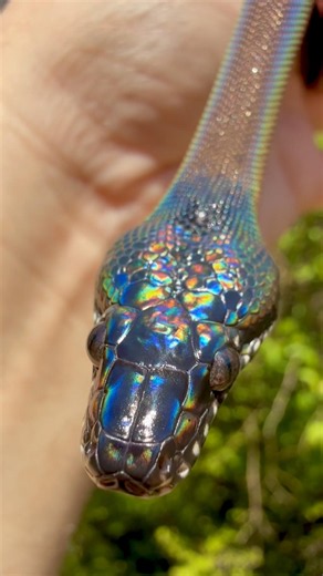 Pure Iridescence - Northern White Lipped Python