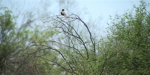 Experts warn of alarming decline in bird populations in Arizona, across US