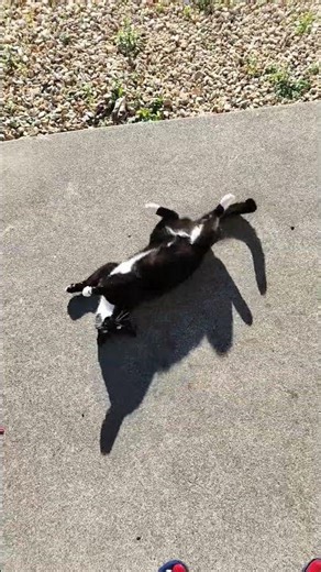 cute kitty rolling around in the sunshine 🐈‍⬛🌞