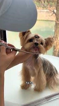 Quick & Easy Yorkshire Terrier Hairstyle: Perfect for Beginners