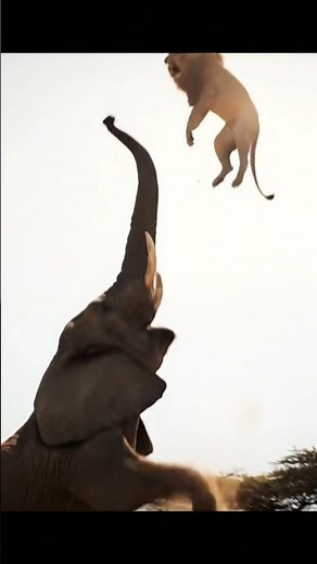 When a Lion Attacks the Wrong Animal #wildlife #animals #lion