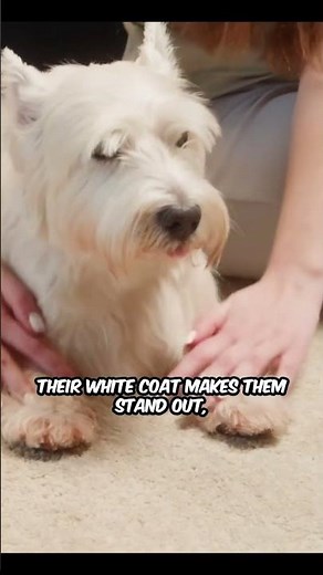 Friendly Westie Adventures