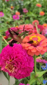 10K views · 246 reactions | Have you ever seen a hummingbird moth before? YES, these are real! 勞 Native to North America, Europe, and some parts of Asia, these guys are extremely effective pollinators. Video by: @happydaysfarm on Instagram | LIVEKINDLY | Facebook