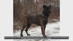 Top 10 Common Health Problems in Saint Miguel Cattle Dogs