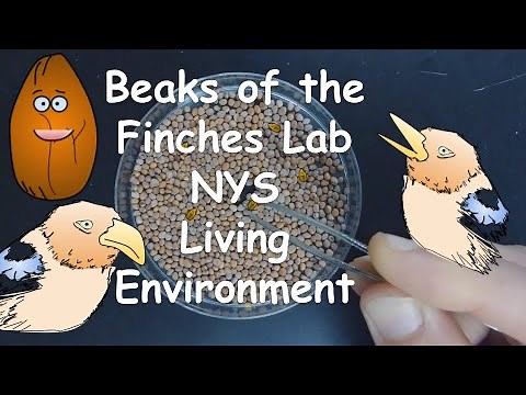 Beaks of the Finches Lab NYS Living Environment-- Walkthrough/Virtual Lab