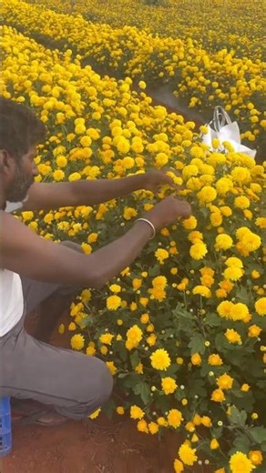 Jamanthi poo WOW Jamanthi poo harvesting for Pongal festival பொங்கல் பண்டிகைக்கு ஜமந்தி பூ அறுவடை