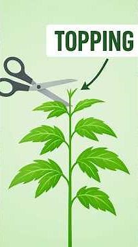 This Simple Plant Trick = Bigger Yields. Cannabis plant educational