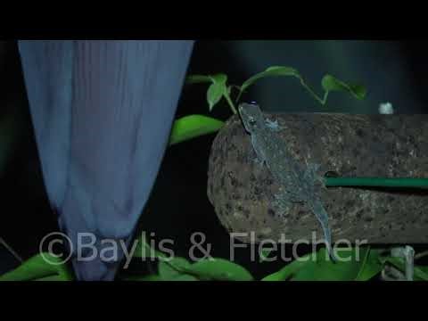 Common House Gecko at night, Malaysia. 20220502_232410.uhd