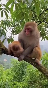Real jungle lifestyle of wild monkeys every day.#WildMonkeys #RealNature #Wildlife #MonkeyWorld #fblifestyle #AnimalLovers #JungleLife | Monkeys Rescue