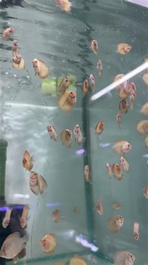 Discus Breeding at Greenfish Aquarium