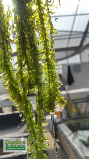 2K views · 16 reactions | ANACHARIS ELODEA (EASY LOW LIGHT AQUARIUM...