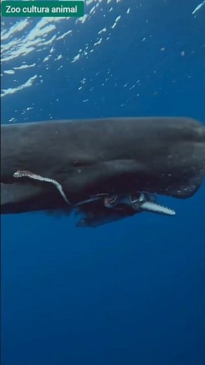 The Sperm Whale: The Largest Active Carnivore
