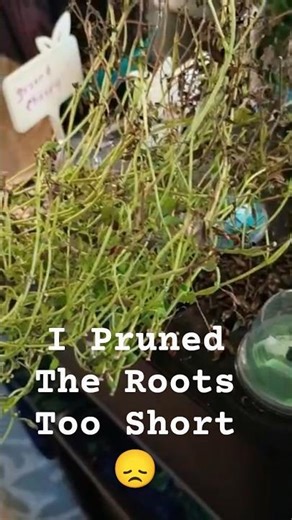 Prune Roots of Plants in Your Hydroponic System | Don't Cut off too Much | Like I Did🥴