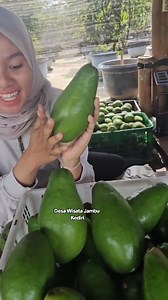 16K views · 168 reactions | Belajar Sifat Tanaman Alpukat Admin 081334148034/ 081556471830 | Agus Joko Susilo | Facebook