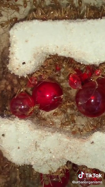 Exploring a Massive Honeypot Ant Colony