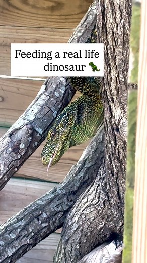 1.7K views · 35 reactions | ‼️Warning - Frozen thawed rodent/lizard...