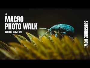 Tips For Finding Subjects for Macro Photography | A Macro Photo Walk