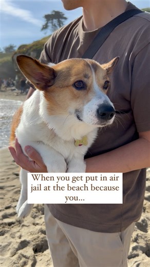 Kenji (Corgi), Kenzo (blind Shiba Inu), & Kuma (Samoyed) on Instagram: "Kenji is always scavenging for food at the beach! 😅 He always goes up to people and sticks his face in their bags 😂 Who else loves the beach? What’s your/your dog’s favorite activity there? We’ll go first: Kuma 🐻‍❄️ (our Samoyed): 💦🌊 he loves to play in the water! Kenzo 🐕 (our Shiba Inu): 😾🚫💦 he hates being in or near the water 😅 Kenji 🍞 (our Corgi): 🔍🥪 always bothering people for treatos 😂 #corgimoments #corgi