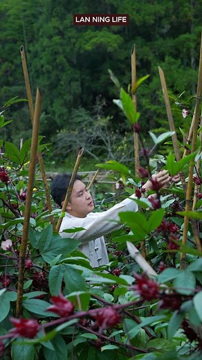 329K views · 4.8K reactions | Made an extra-large fruit leather using roselle #NewFarmerProject2025 #RuralGuardians #Roselle #RuralCuisine #YouthCreatorsGrowthProgram | Lan Ning Life | Facebook
